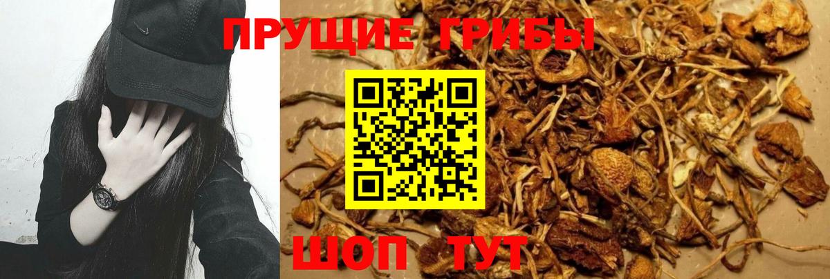 Псилоцибиновые грибы Psilocybine cubensis Артёмовский